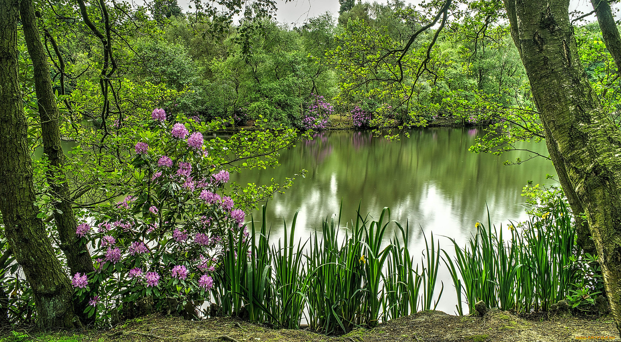 По над рекой сад цветет. Летняя природа. Красивый пруд. Красивый пруд в лесу. Лес река цветы.